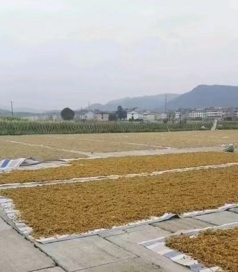 梅干菜，无沙低盐梅干菜，人工筛选去梗量大从优，欢迎采购
