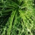梅干菜，无沙低盐梅干菜，人工筛选去梗量大从优，欢迎采购