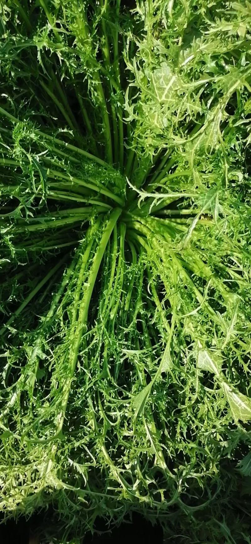梅干菜，无沙低盐梅干菜，人工筛选去梗量大从优，欢迎采购