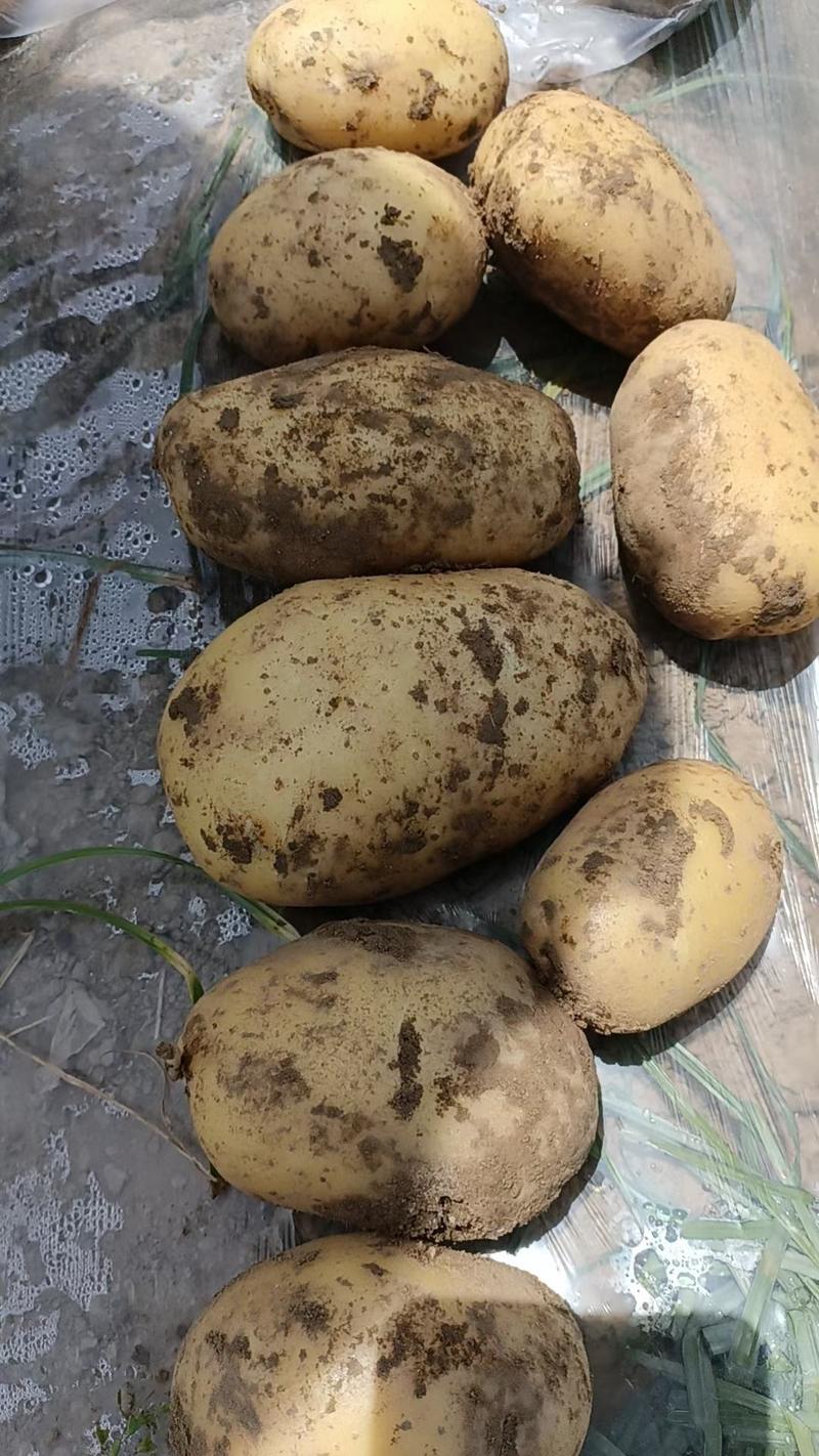 湖北土豆黄皮黄心希森土豆大量上市产地直发