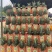 广东徐闻金钻凤梨十七号精品货源量大从优价格美丽