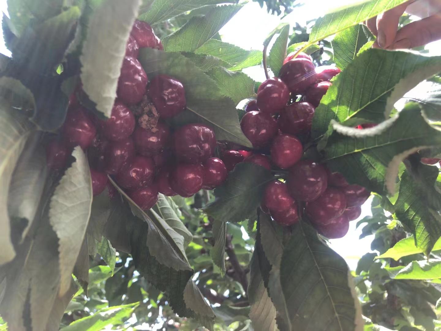 一片阳光明媚的车厘子果园,枝头挂满红艳欲滴的果实 车厘子果园实景图