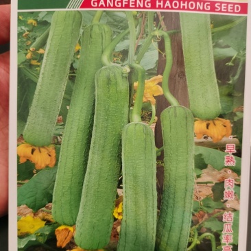 比尔优美满早熟肉嫩结瓜率高一代F1早熟肉丝瓜