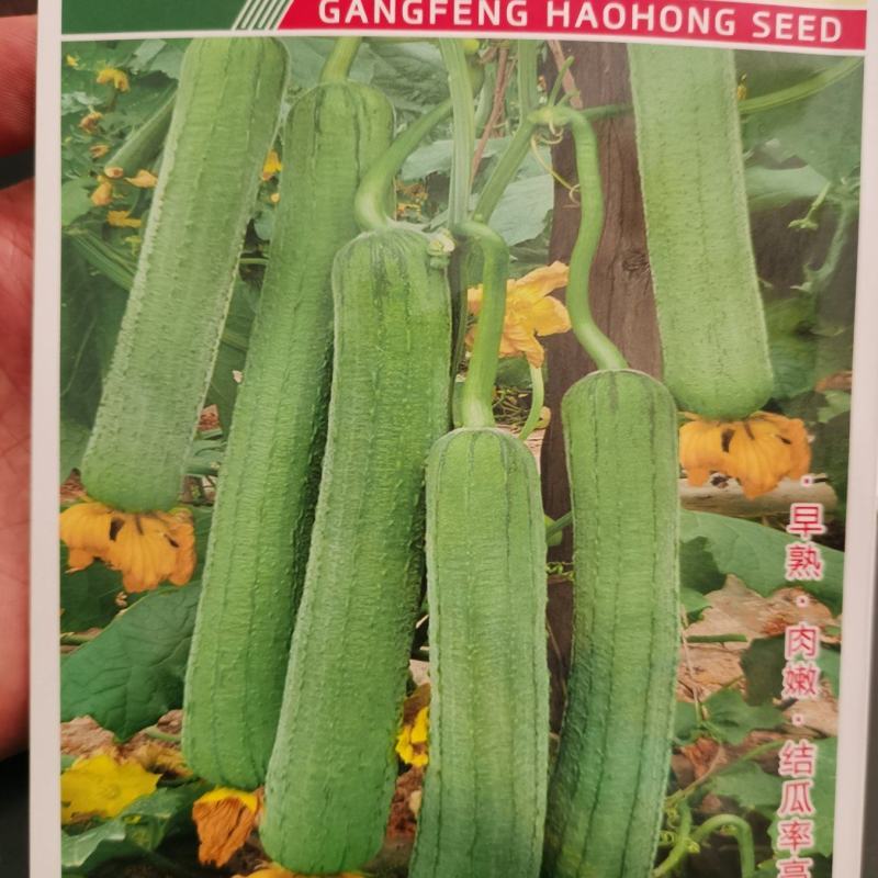 比尔优美满早熟肉嫩结瓜率高一代F1早熟肉丝瓜