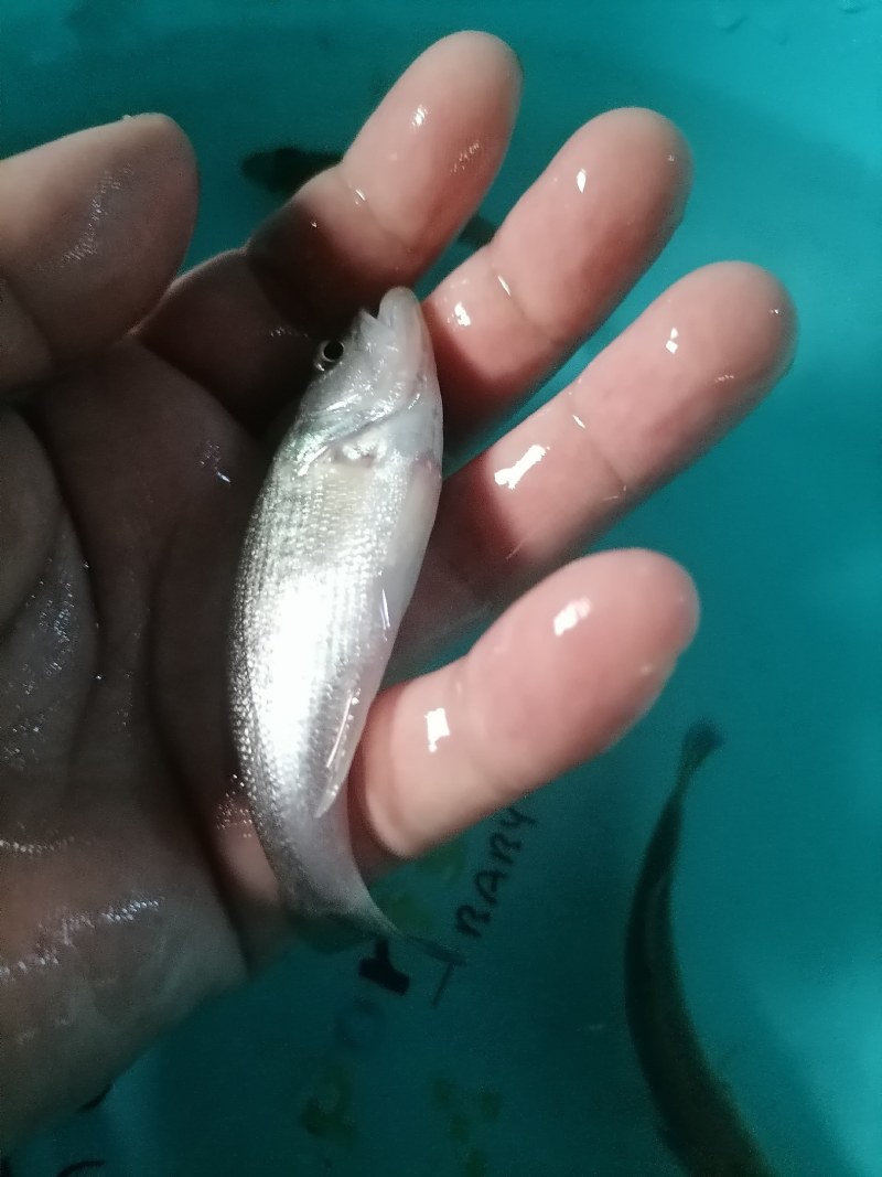 工厂化加州鲈鱼苗