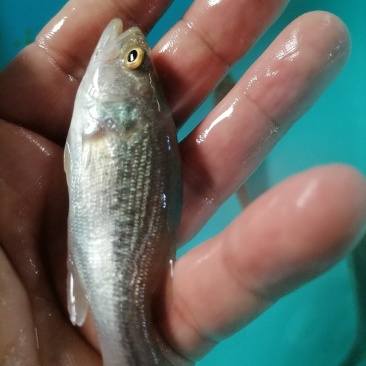 工厂化加州鲈鱼苗