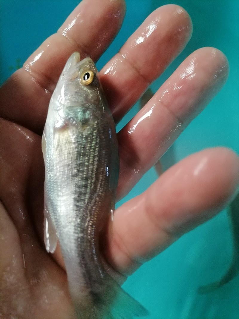 工厂化加州鲈鱼苗