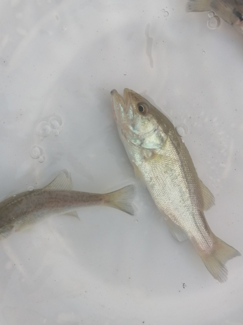 工厂化加州鲈鱼苗