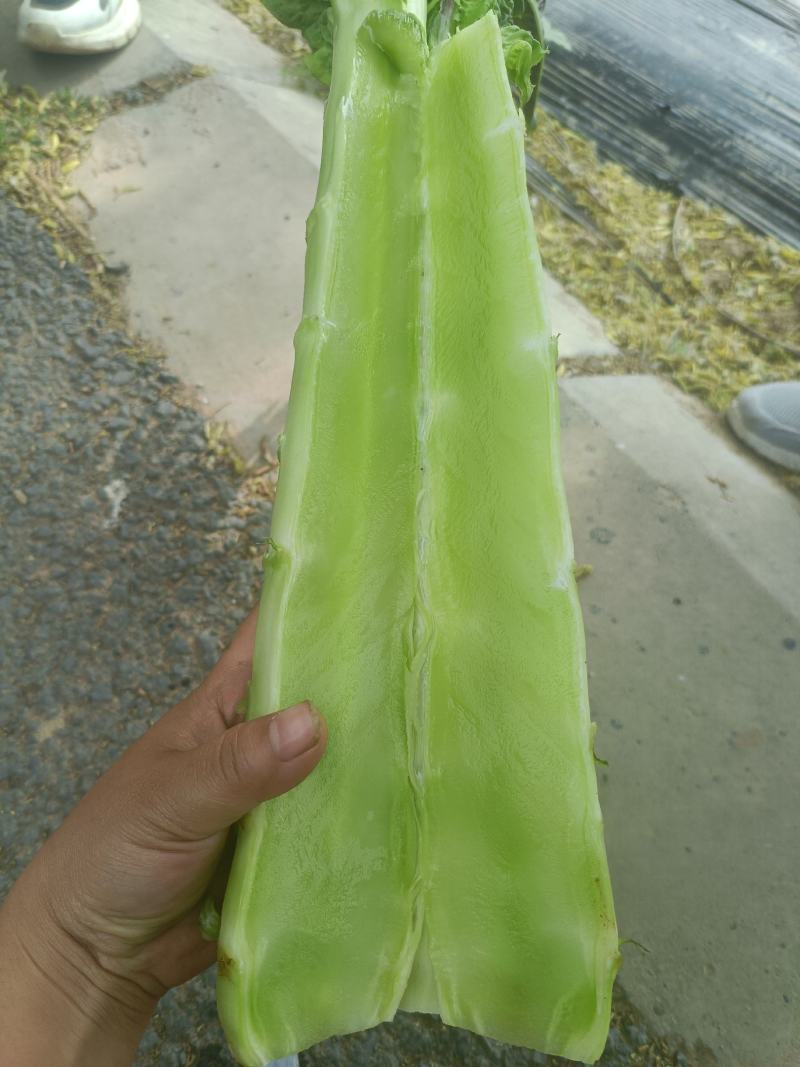 红叶莴笋，红叶香莴苣，精品莴笋，