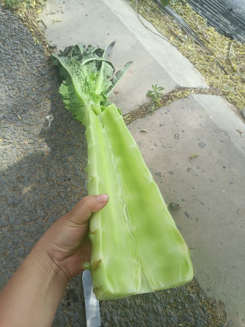 红叶莴笋，红叶香莴苣，精品莴笋，