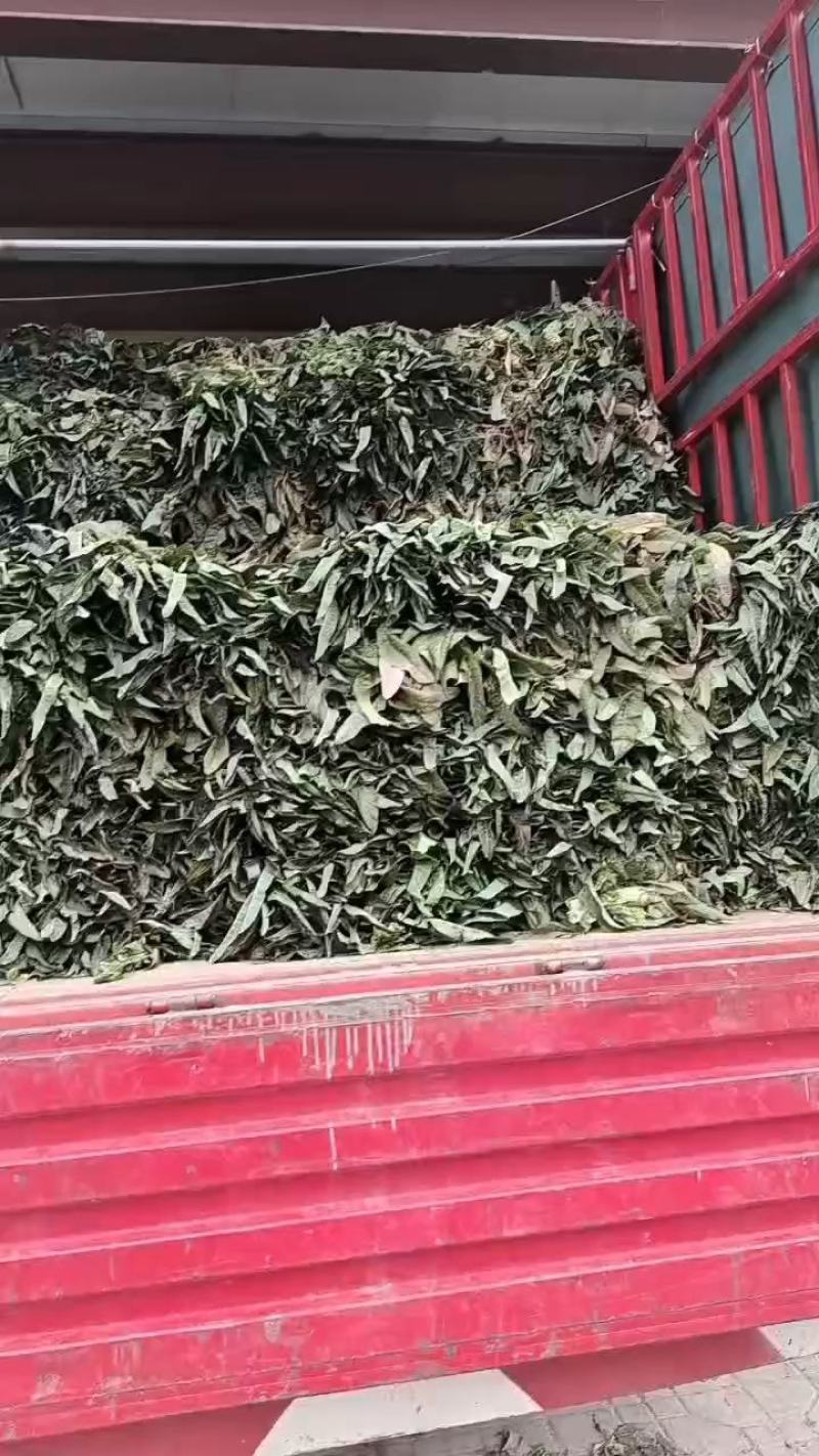 红叶莴笋，红叶香莴苣，精品莴笋，
