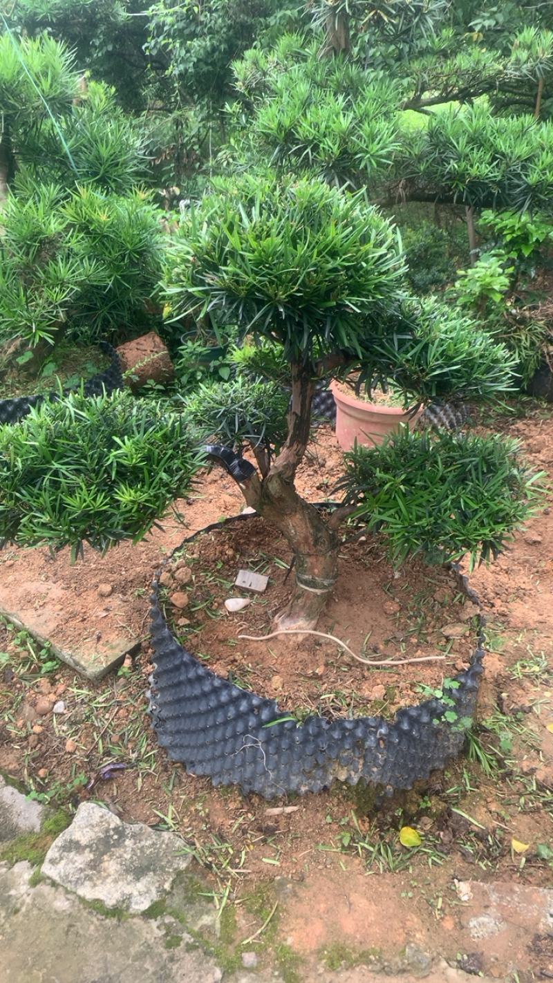 罗汉松