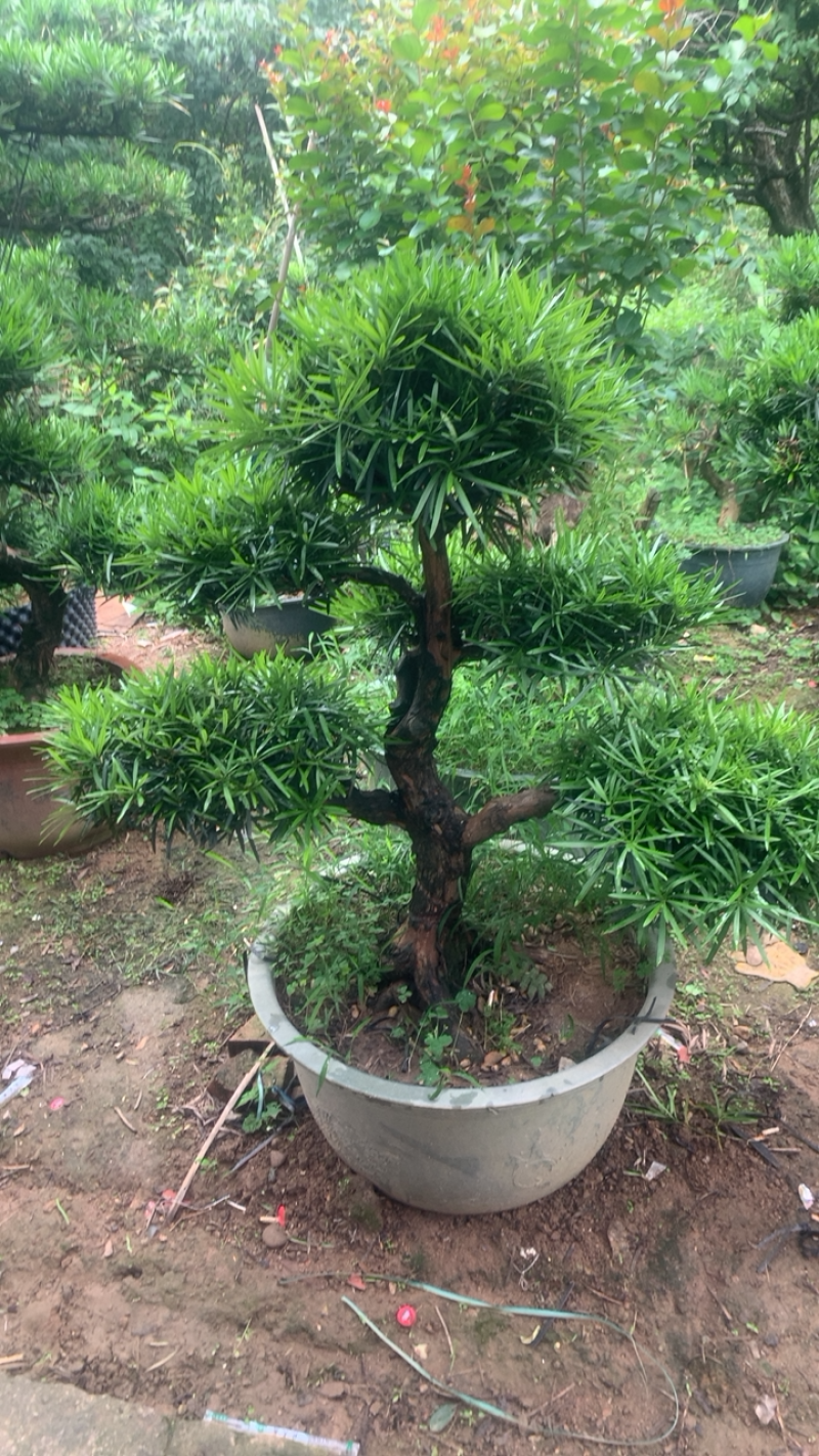 罗汉松