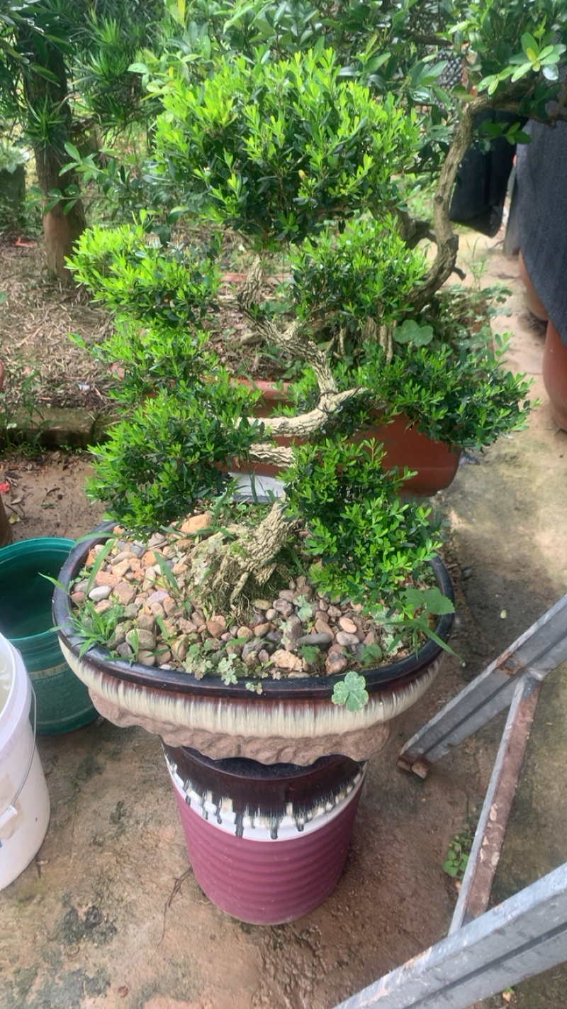 罗汉松