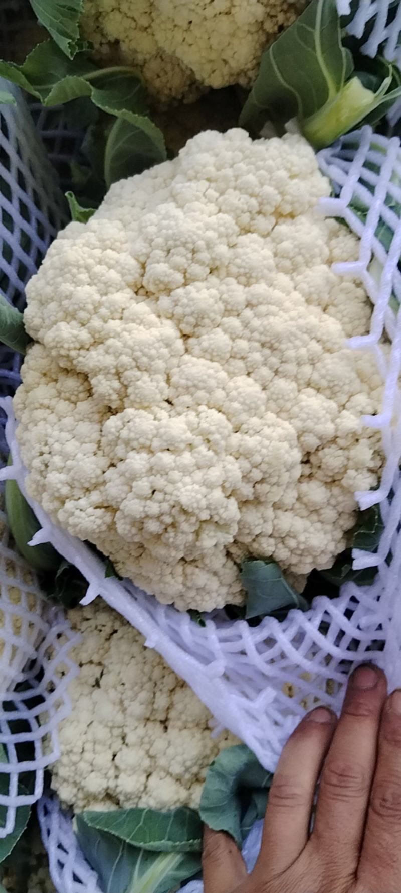 河南开封通许县白面清梗松花菜基地直供量大