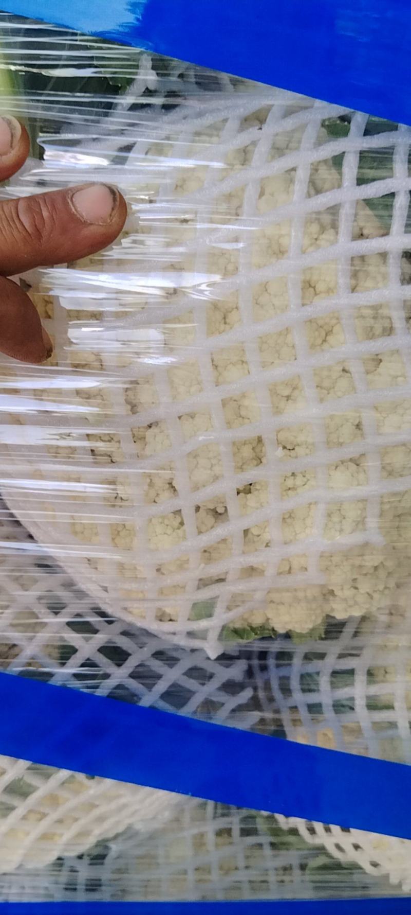 河南开封通许县白面清梗松花菜基地直供量大
