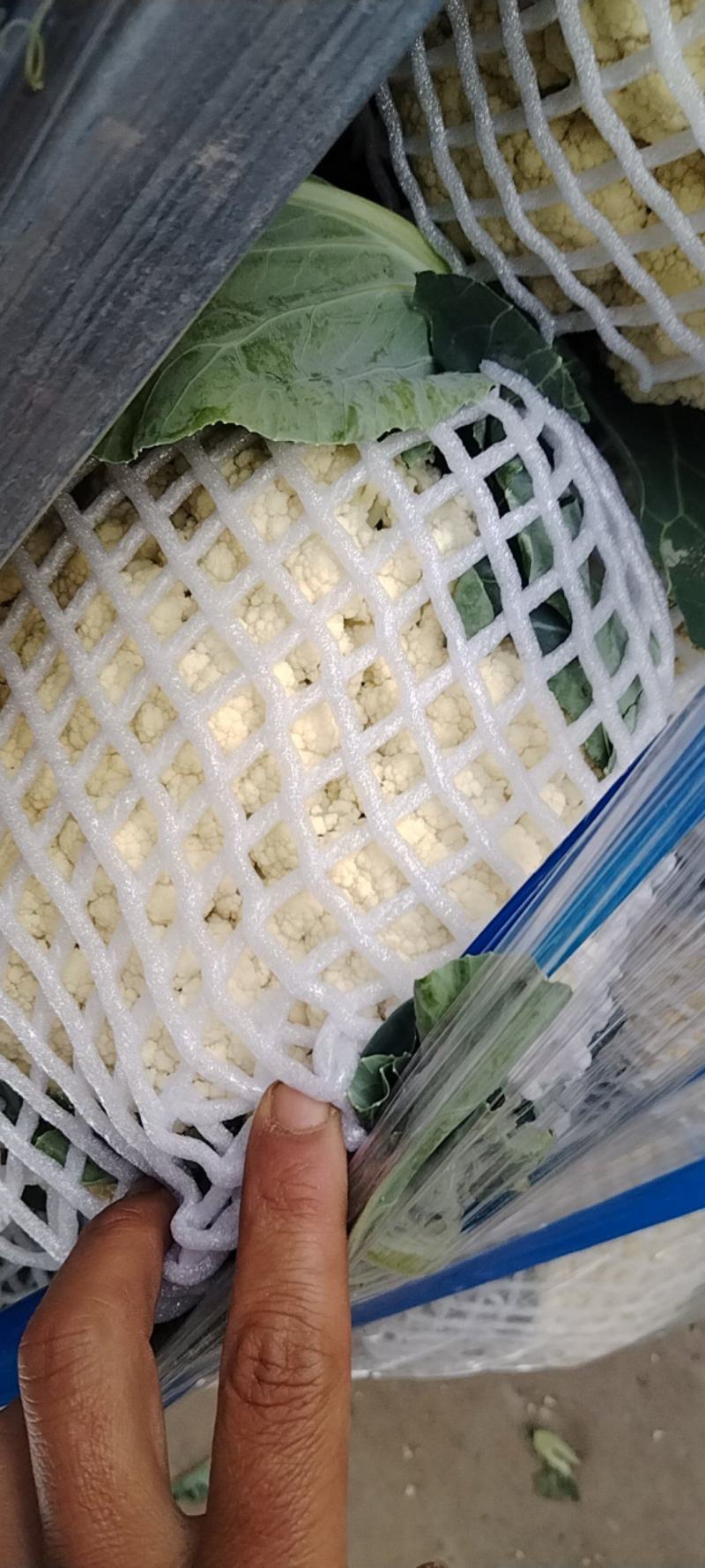 河南开封通许县白面清梗松花菜基地直供量大