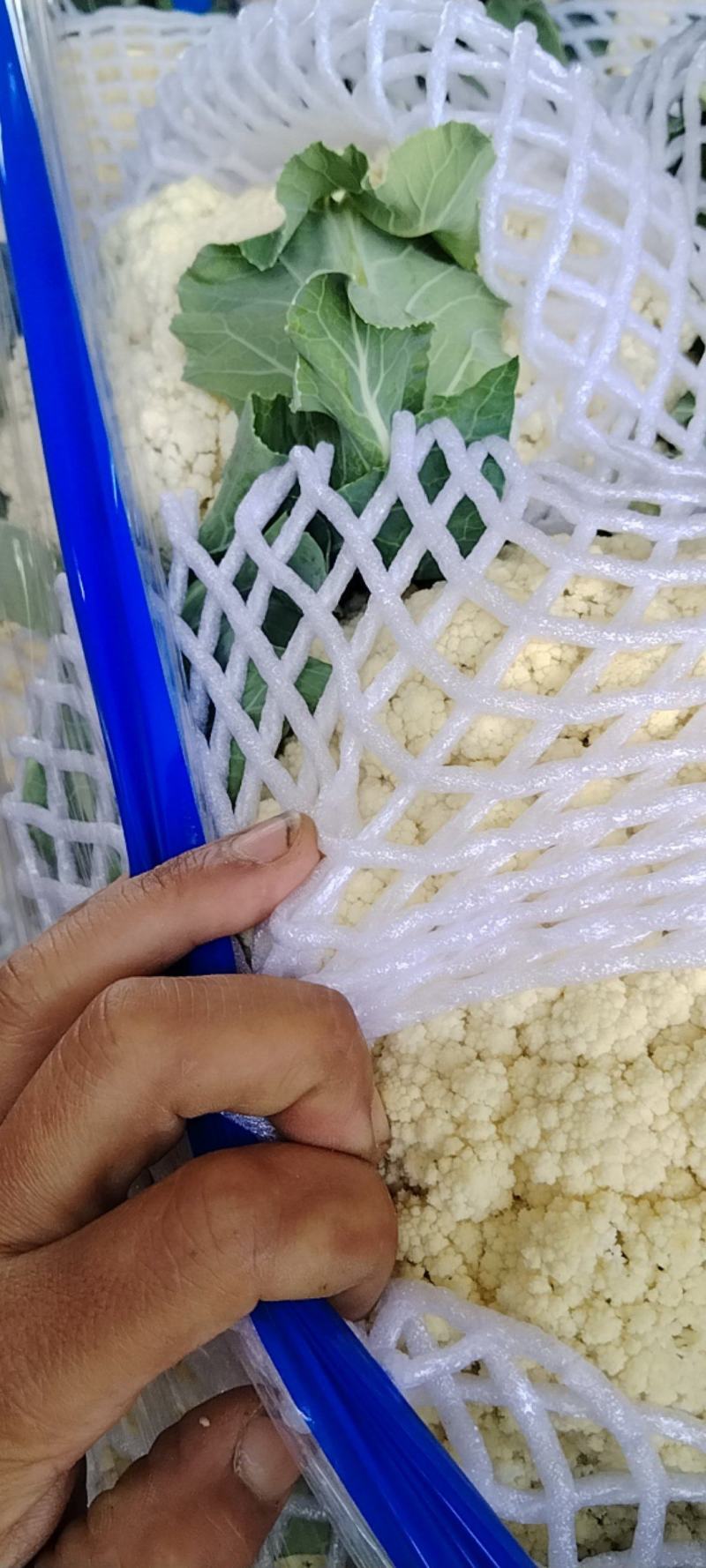 河南开封通许县白面清梗松花菜基地直供量大