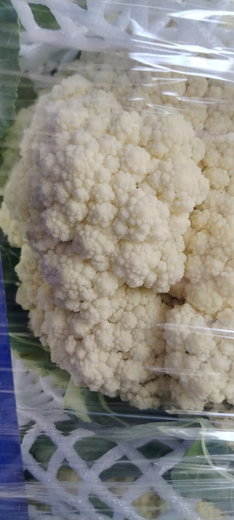 河南开封通许县白面清梗松花菜基地直供量大