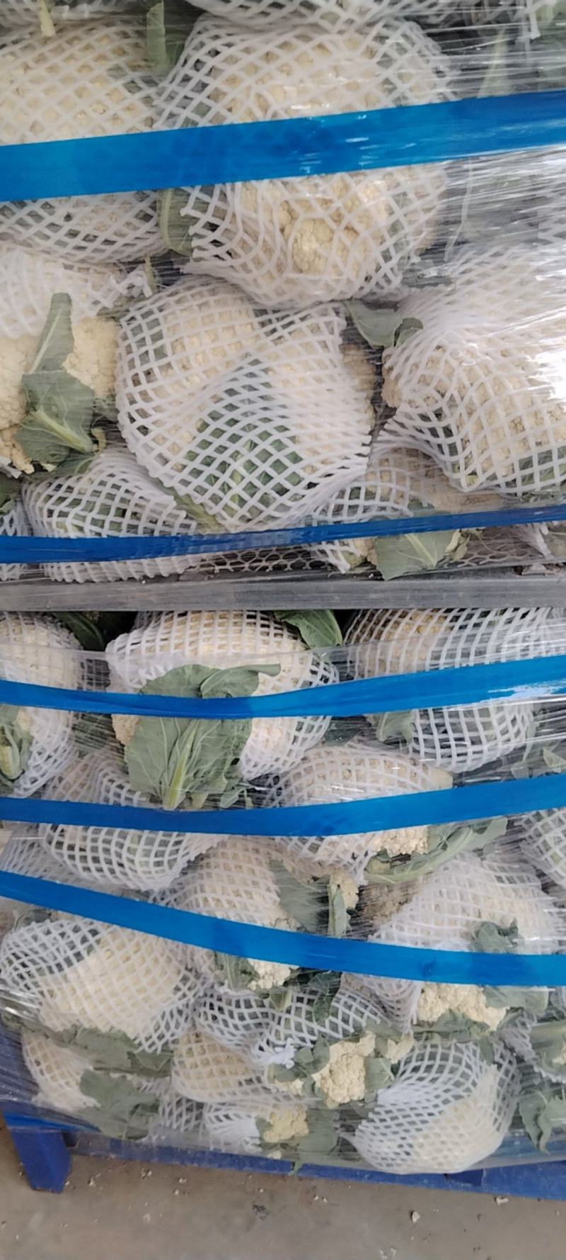 河南开封通许县白面清梗松花菜基地直供量大