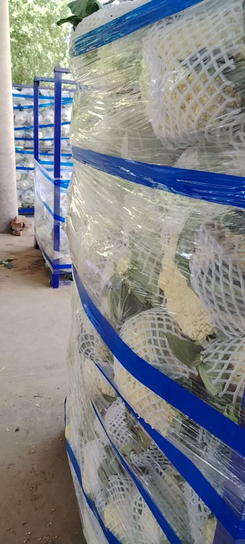 河南开封通许县白面清梗松花菜基地直供量大