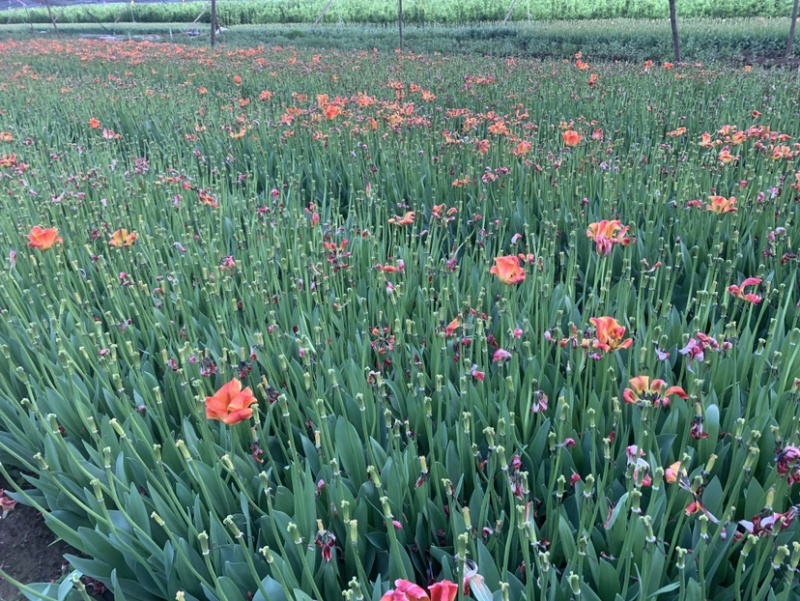 郁金香花海工程绿化工程鲜切花开花盆栽