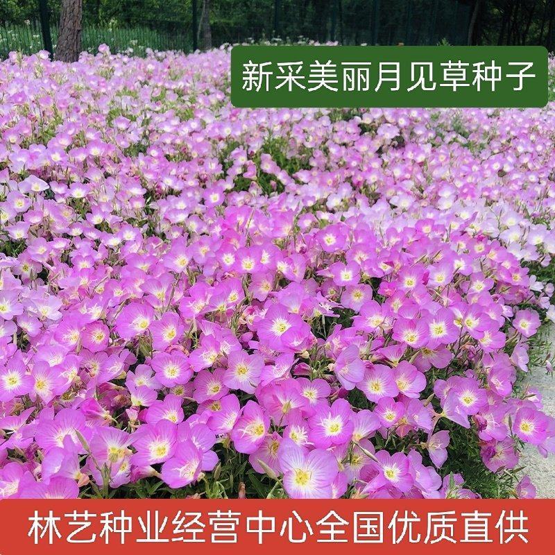 美丽月见草种子粉花多年生宿根花卉种子种春秋播草花种子