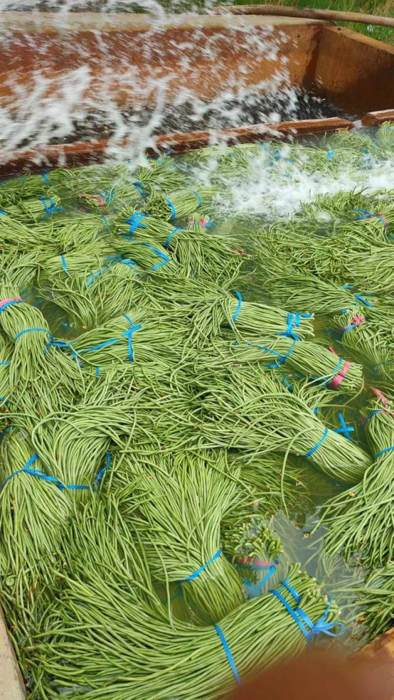 【精品】山东聊城莘县长豆角大量供应，保质保量欢迎合作