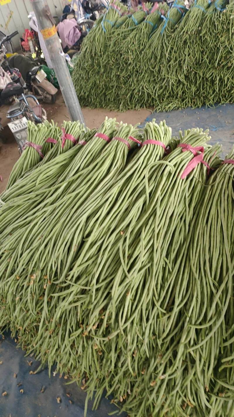 【精品】山东聊城莘县长豆角大量供应，保质保量欢迎合作
