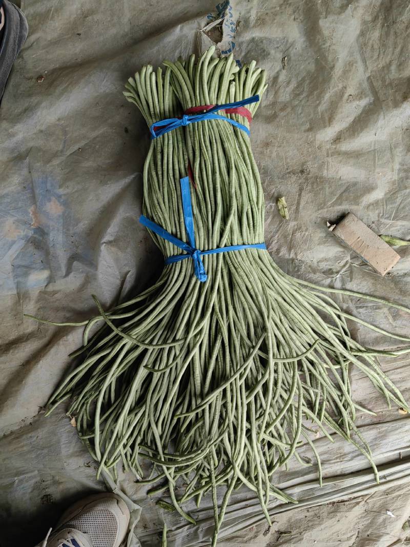 【精品】山东聊城莘县长豆角大量供应，保质保量欢迎合作
