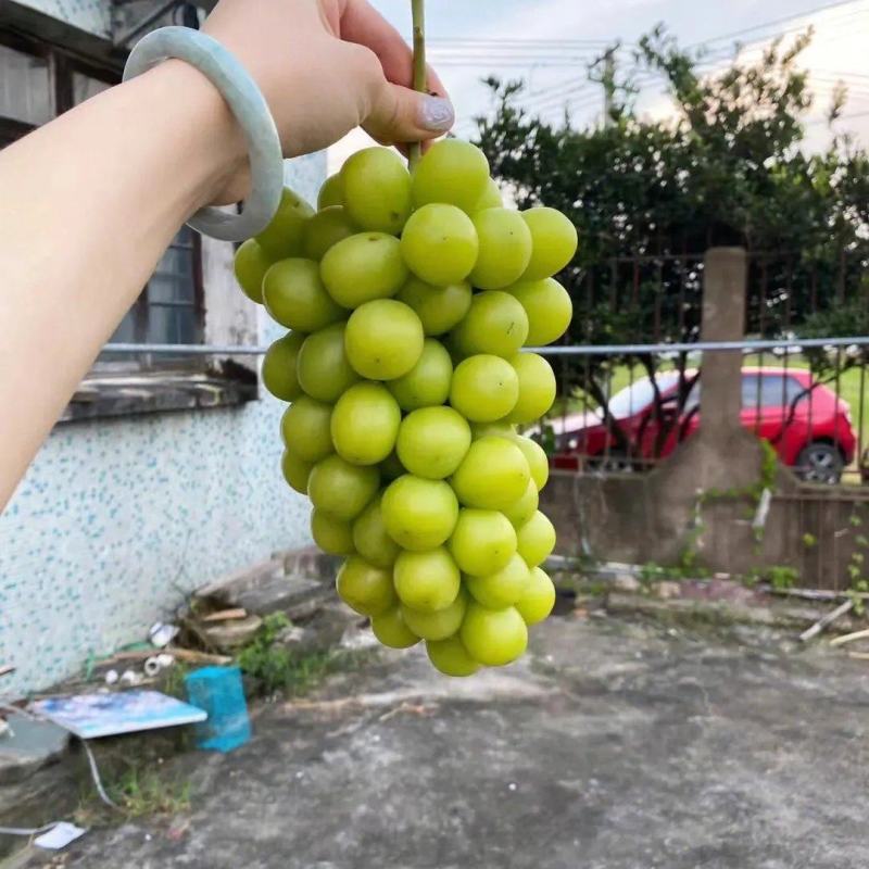 阳光玫瑰
