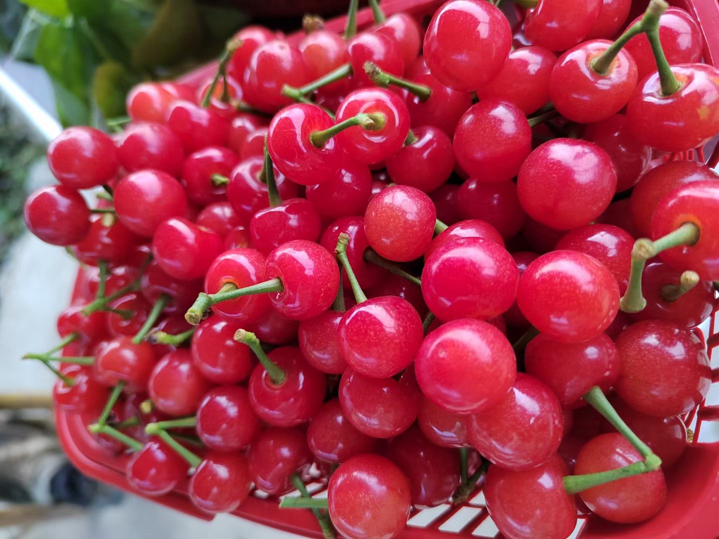 红灯樱桃果篮摆盘