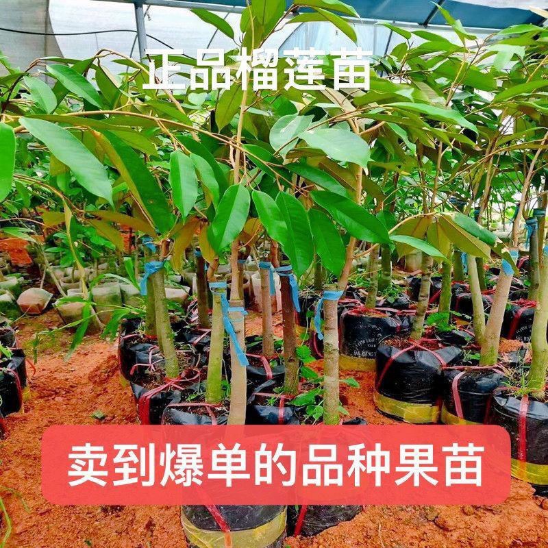 泰国金枕头榴莲苗猫山王榴莲苗嫁接苗四季榴莲苗死苗补发