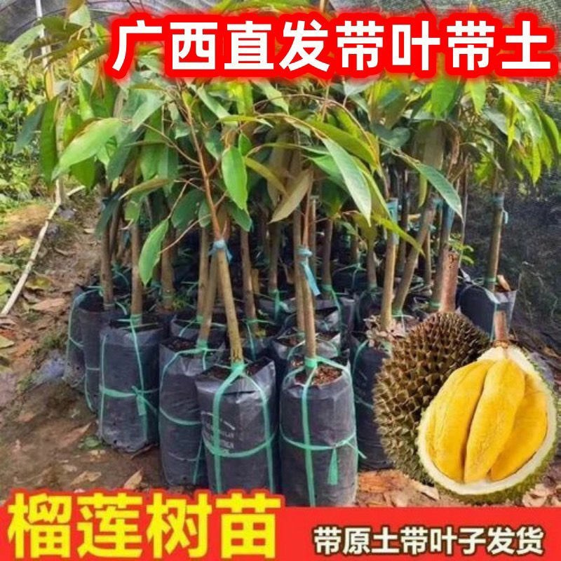 泰国金枕头榴莲苗猫山王榴莲苗嫁接苗四季榴莲苗死苗补发