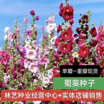 蜀葵种子混色一丈红单瓣重瓣花海庭院多年生四季易活