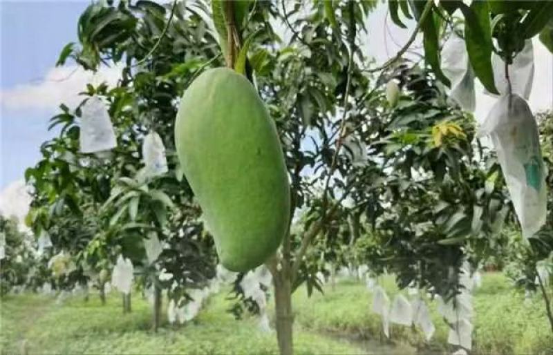 芒果水果肉厚核小香甜无丝鲜嫩多汁当季生鲜芒果