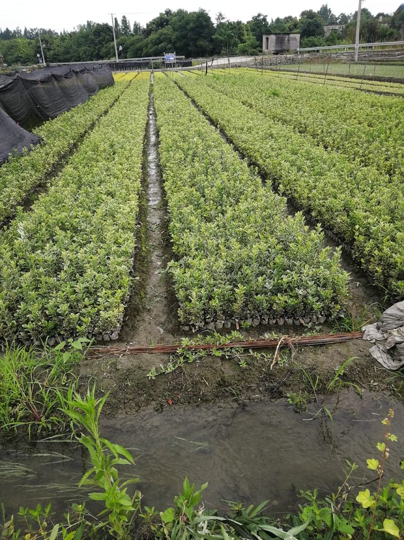 金边黄杨大杯基地，金边黄杨小杯基地，金边黄杨杯苗批发自产