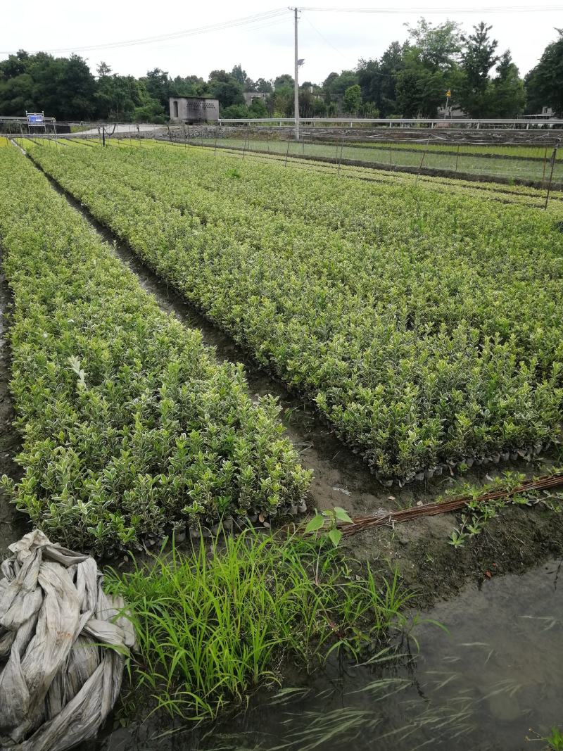 金边黄杨大杯基地，金边黄杨小杯基地，金边黄杨杯苗批发自产
