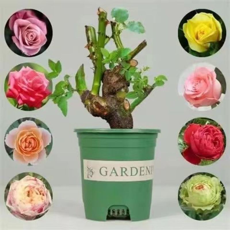 耐寒浓香型玫瑰花苗四季开花玫瑰盆栽观花绿植庭院室内外花卉