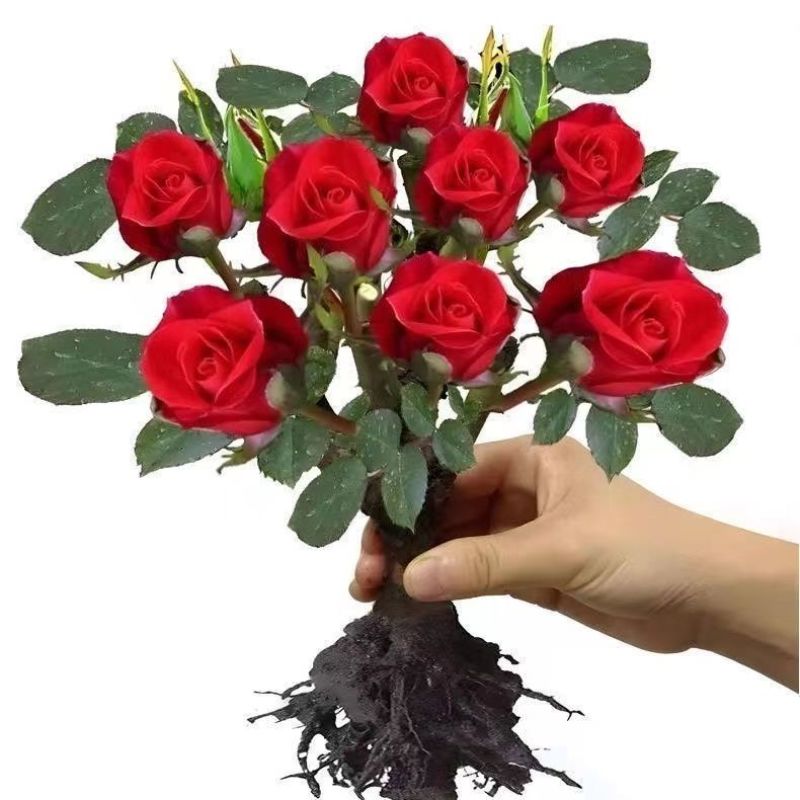耐寒浓香型玫瑰花苗四季开花玫瑰盆栽观花绿植庭院室内外花卉