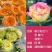 耐寒浓香型玫瑰花苗四季开花玫瑰盆栽观花绿植庭院室内外花卉