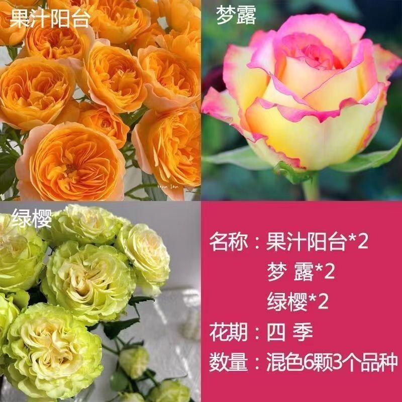 耐寒浓香型玫瑰花苗四季开花玫瑰盆栽观花绿植庭院室内外花卉