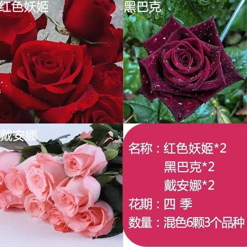 耐寒浓香型玫瑰花苗四季开花玫瑰盆栽观花绿植庭院室内外花卉