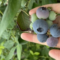 大果蓝莓已经上市脆甜品种优瑞卡