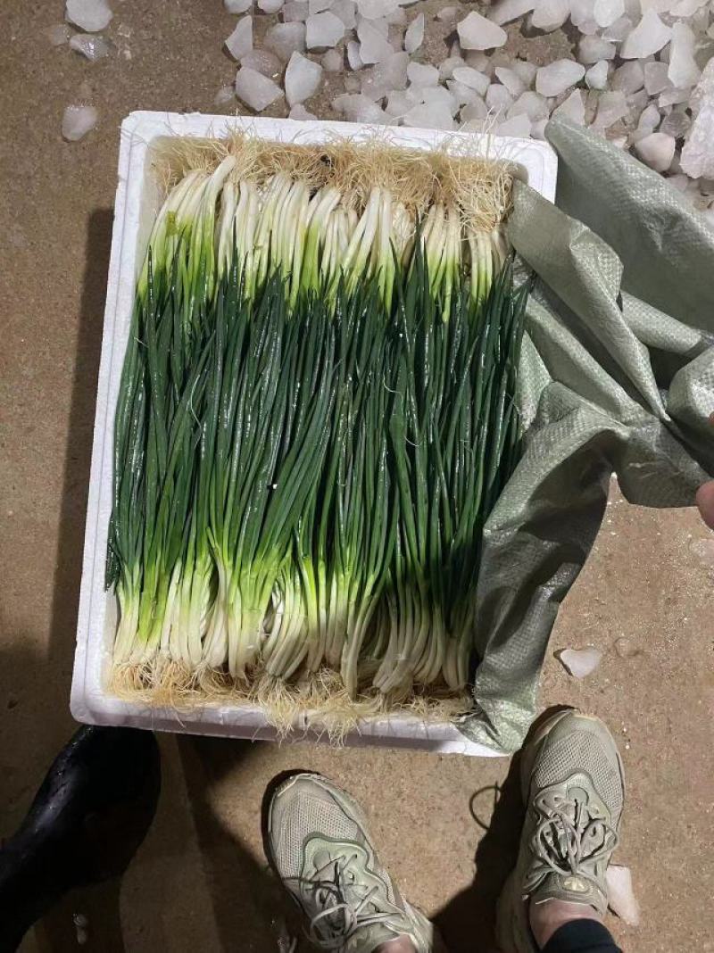 云南精品小葱产地一手货源品质保证可视频看货