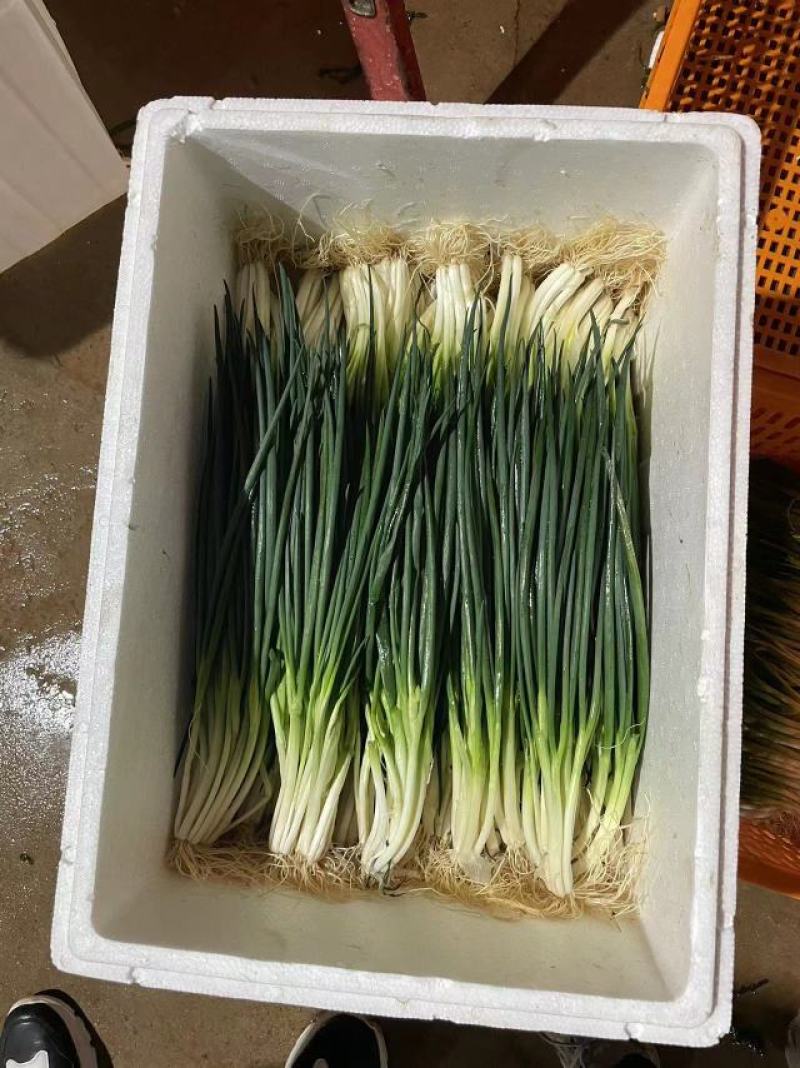 云南精品小葱产地一手货源品质保证可视频看货