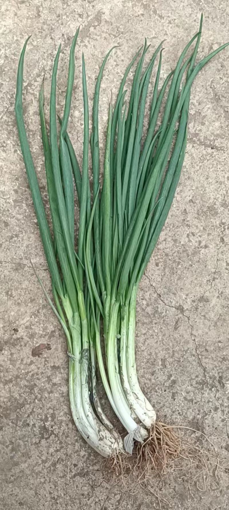 云南精品小葱产地一手货源品质保证可视频看货