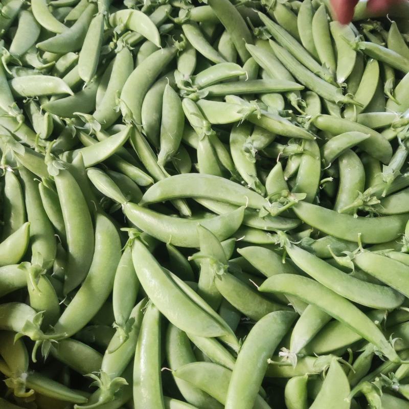 云南精品甜豆产地一手货源品质保证可视频看货