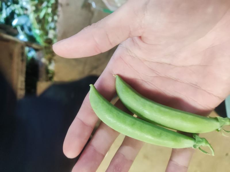 云南精品甜豆产地一手货源品质保证可视频看货