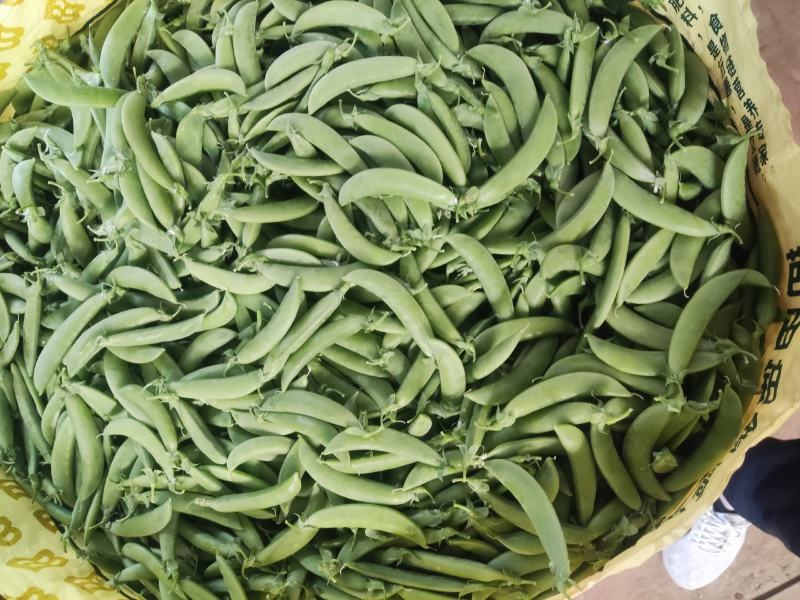 云南精品甜豆产地一手货源品质保证可视频看货